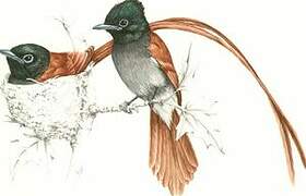 African Paradise Flycatcher