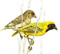 Southern Masked Weaver