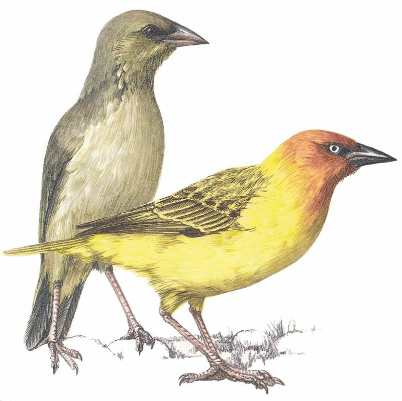 Cape Weaver