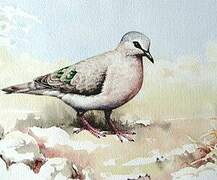 Emerald-spotted Wood Dove