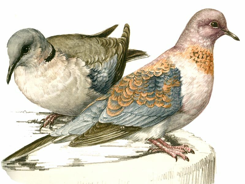 Laughing Dove