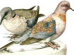 Laughing Dove