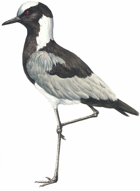 Blacksmith Lapwing