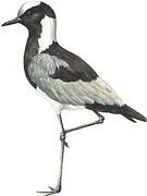 Blacksmith Lapwing