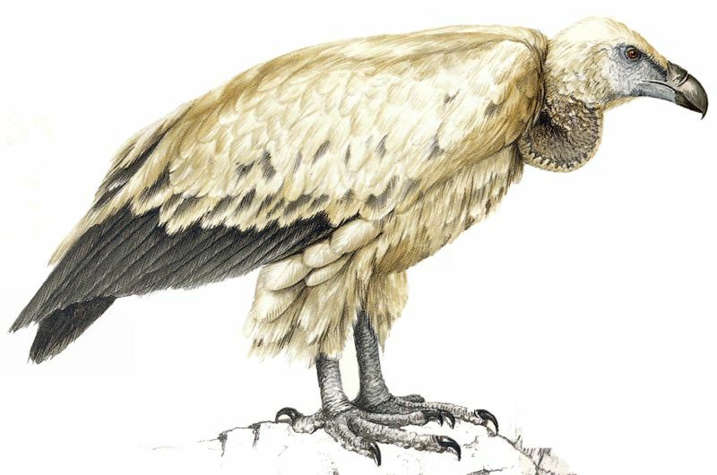 Cape Vulture