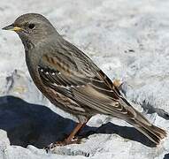 Alpine Accentor