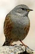 Alpine Accentor