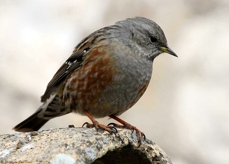 Alpine Accentor