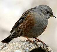 Alpine Accentor