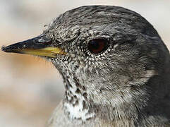 Alpine Accentor