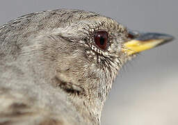 Alpine Accentor