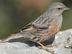 Alpine Accentor