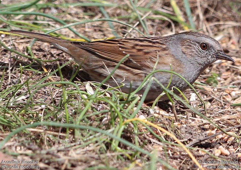 Dunnock