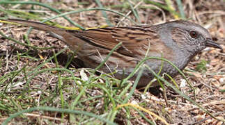 Dunnock