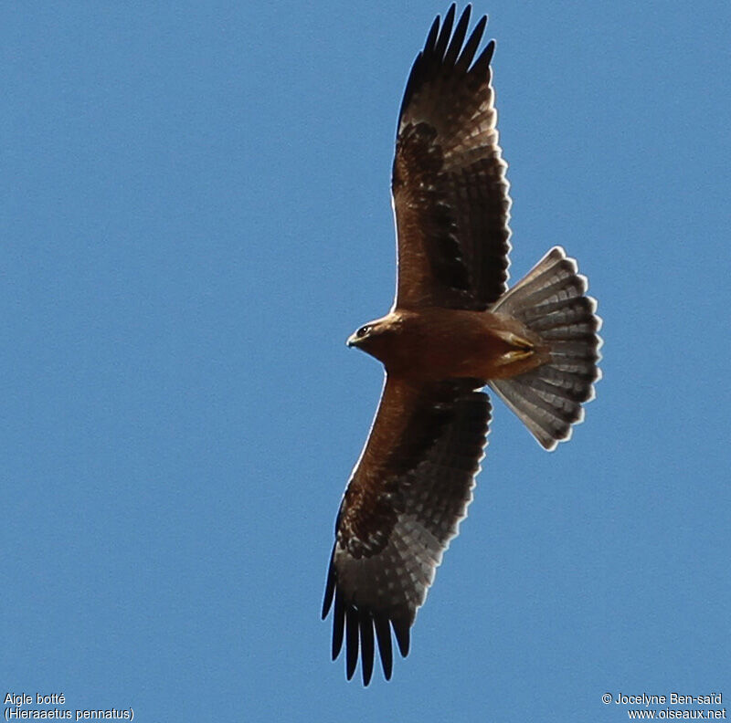 Booted Eagle