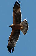 Booted Eagle