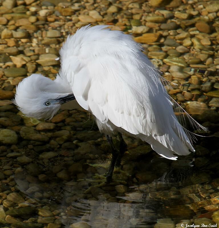 Aigrette garzette