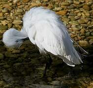 Aigrette garzette