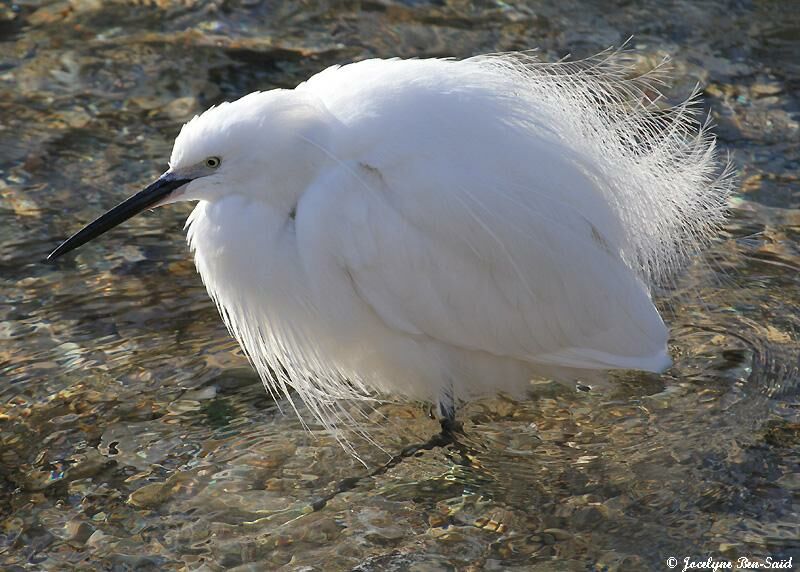 Little Egret