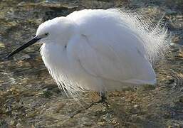 Aigrette garzette