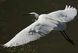 Little Egret