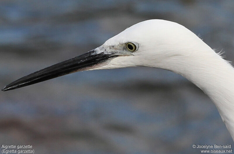 Aigrette garzette