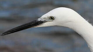 Little Egret