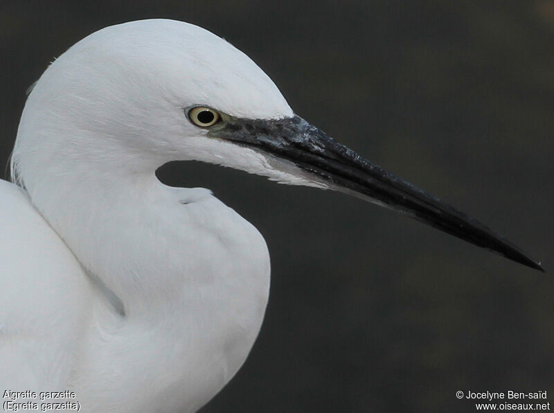 Little Egret