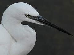 Little Egret