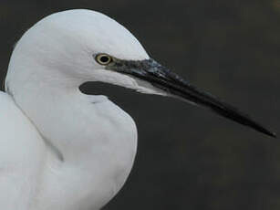 Aigrette garzette