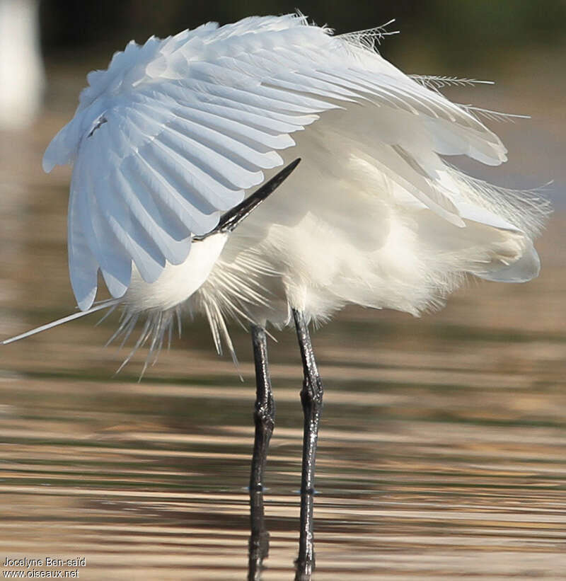 Aigrette garzette