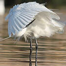 Little Egret
