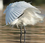 Aigrette garzette