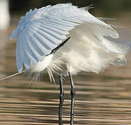 Little Egret