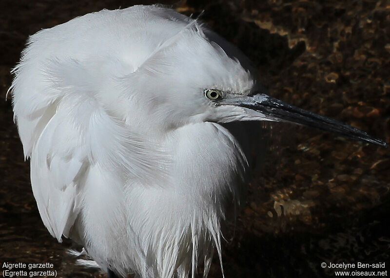 Aigrette garzette