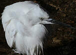 Aigrette garzette