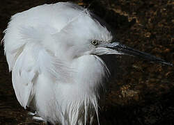 Little Egret