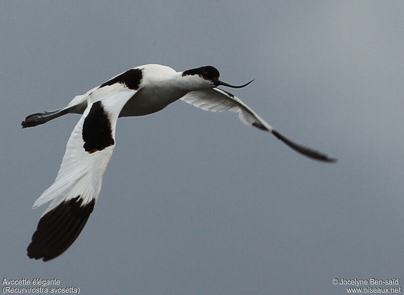 Avocette élégante