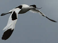 Avocette élégante