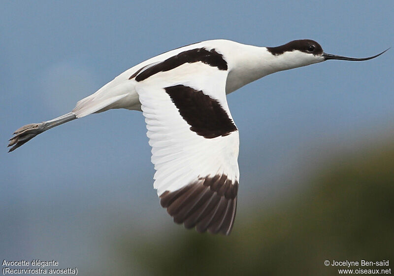 Avocette élégante