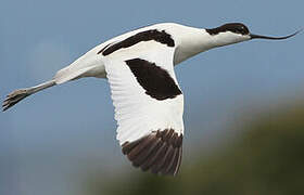 Avocette élégante