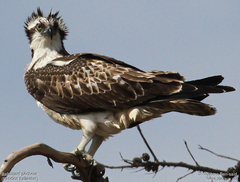 Western OspreyFirst year