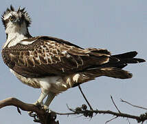 Western Osprey