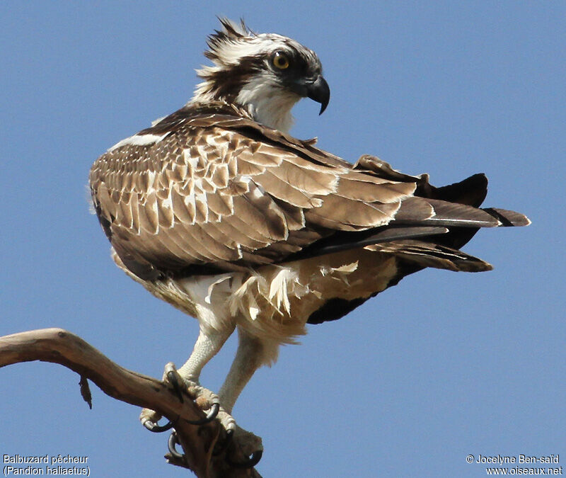 Western OspreyFirst year