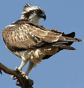 Western Osprey