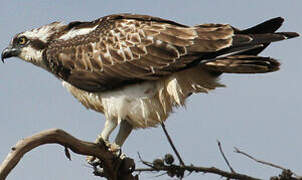 Western Osprey