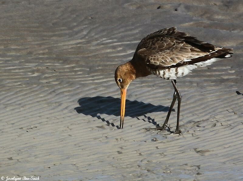 Black-tailed Godwit