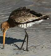 Black-tailed Godwit