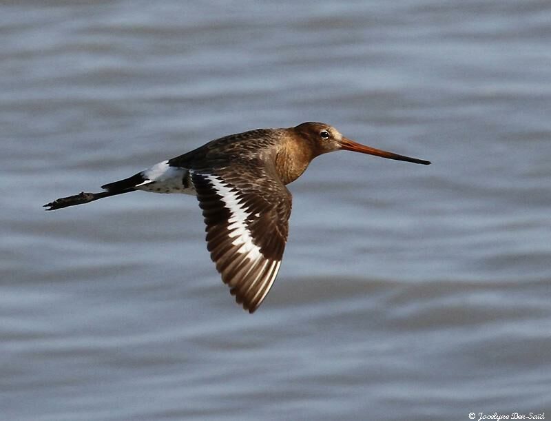 Black-tailed Godwit