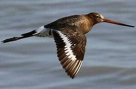 Black-tailed Godwit